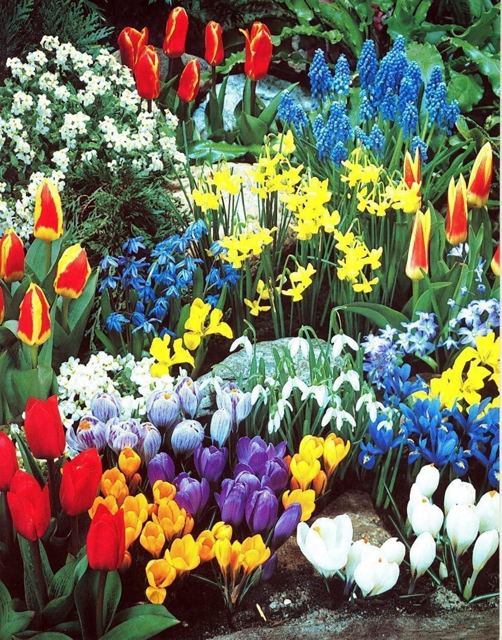 Spring-Fall Bulbs EasyGrow... Versus Trending, Tested For All Seasons