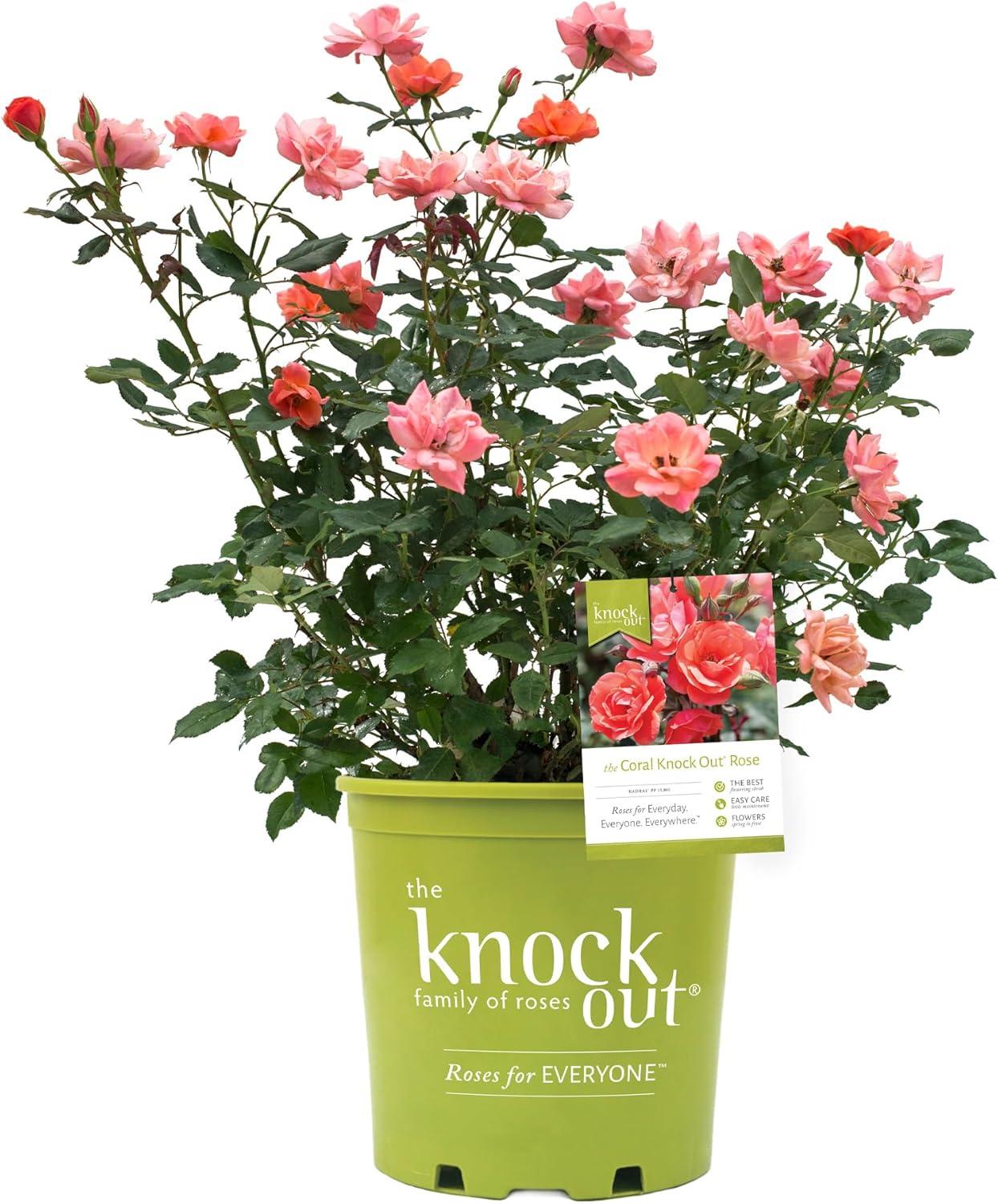 Rose Knock Out vs Coral Showdown: Big Bloom, Low Care, Tested for You