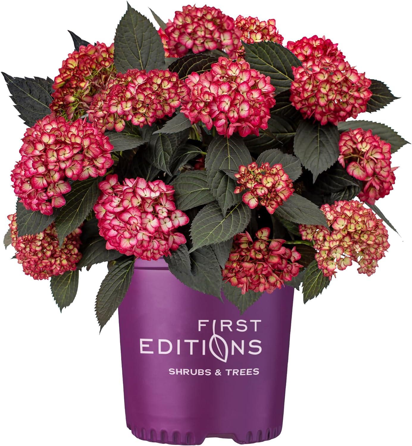 Hydrangea Showdown: Summer Crush vs. Eclipse vs. Original...Compare in Your Garden Story
