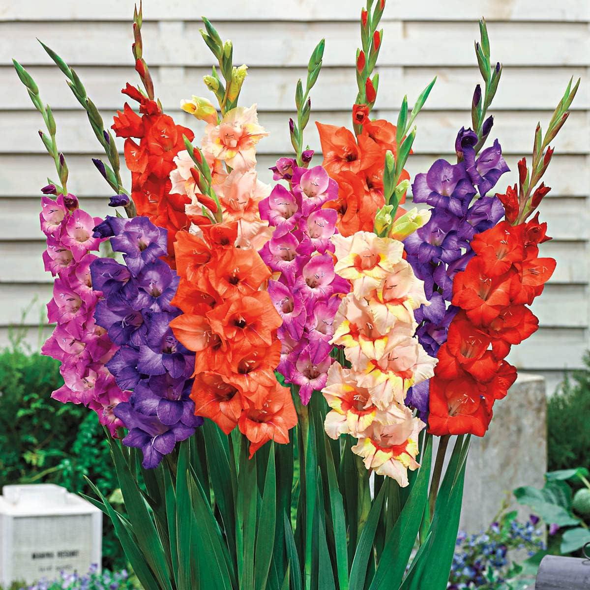 Surprising Gladiolus Showdown: Best-Buy Bulbs!