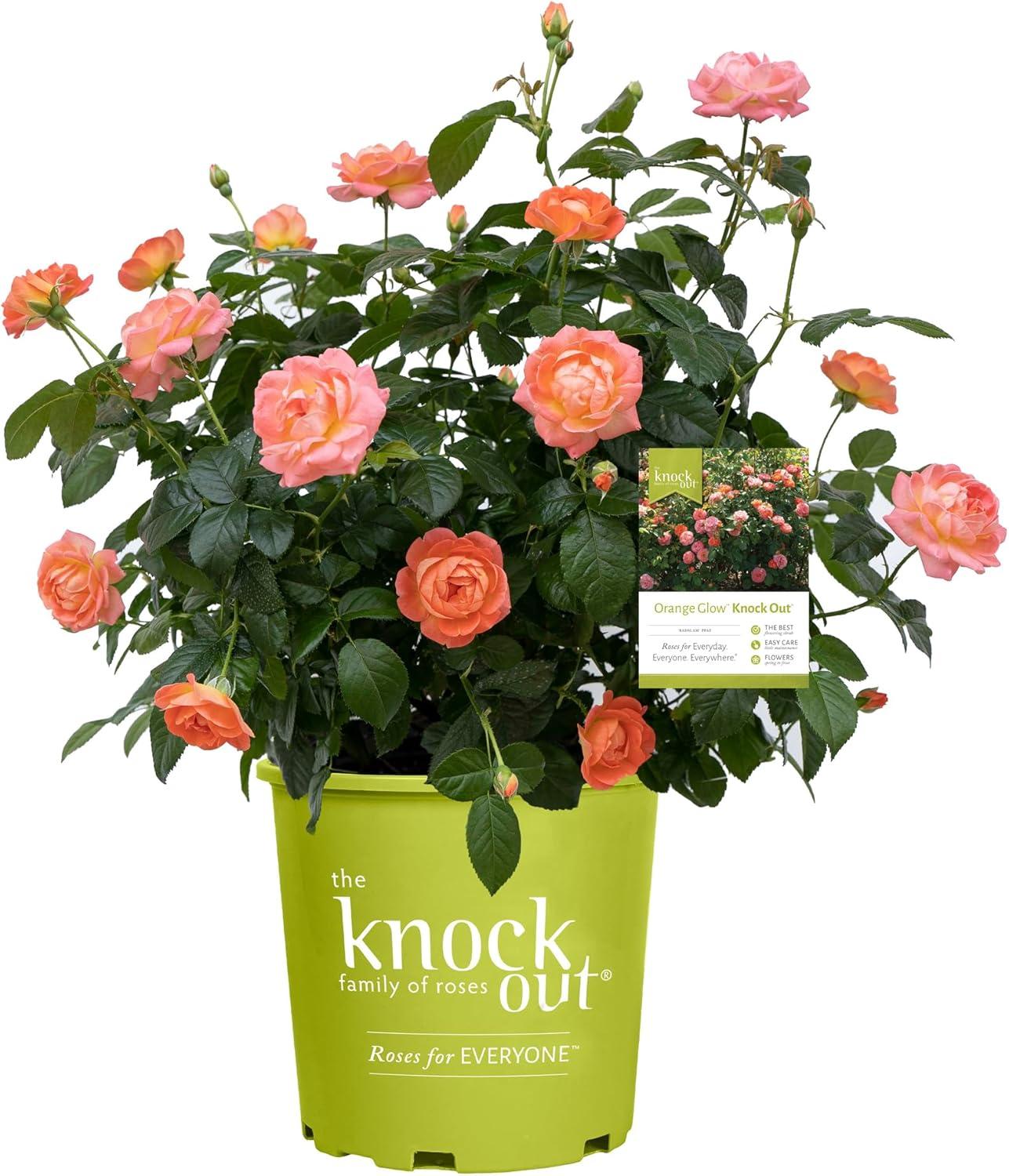 Knock Out® Rose vs. Orange Glow: Surprising Power Showdown