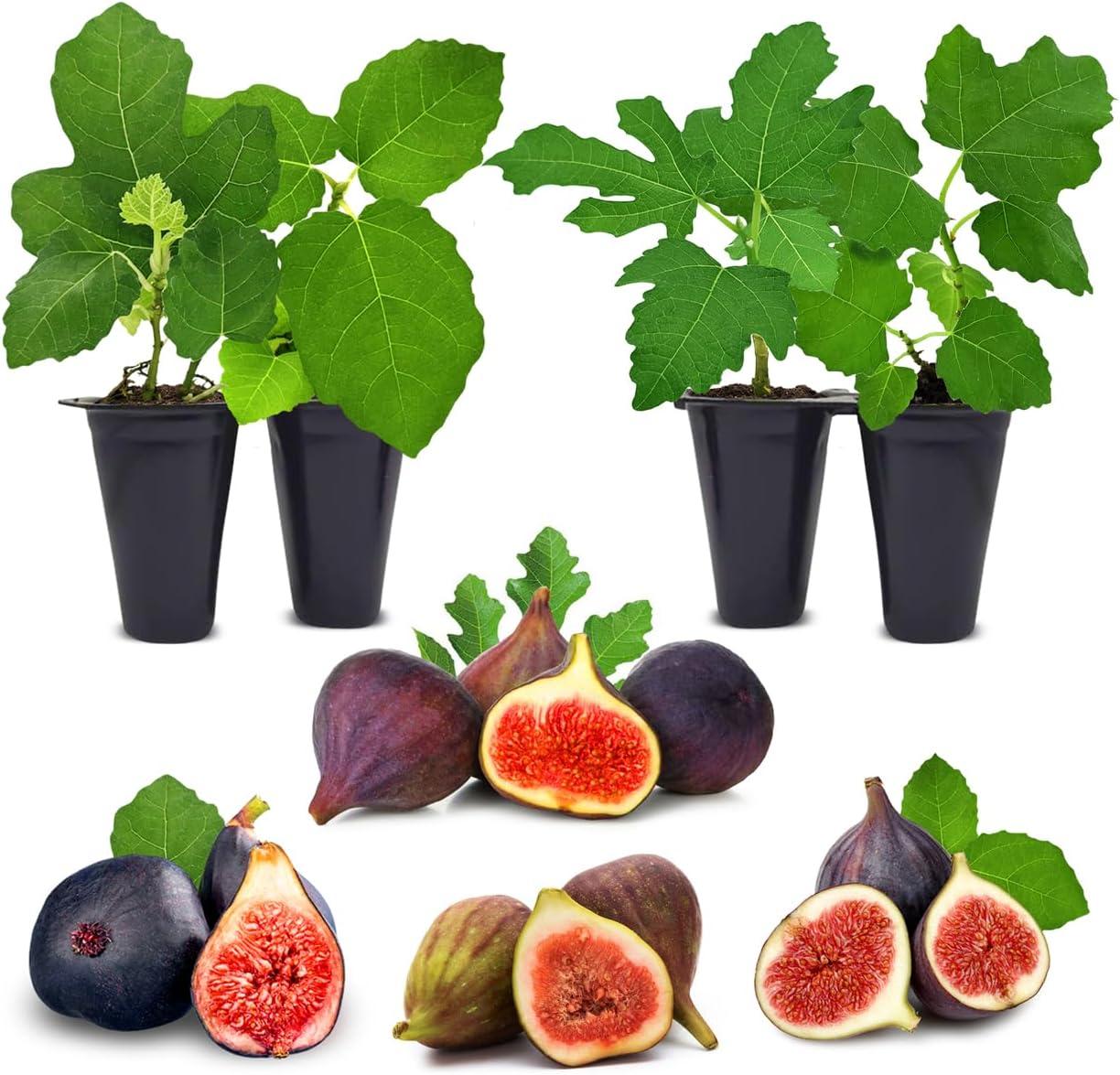 Fig Tree vs. Fiddle Leaf Food: Tested Fertilizer Insights