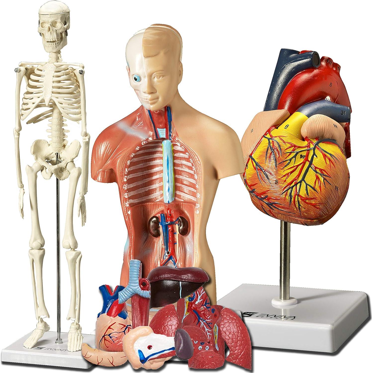 Anatomy Models Versus Learning Benefit: tested Hands-on insight... (Evviva Kit)