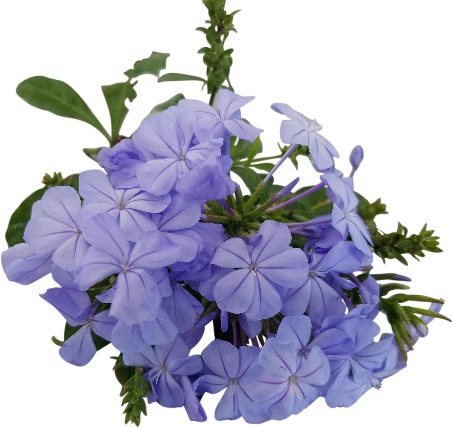 Light Up Rose Tested: Surprising Insight on Mothers Day Gifts